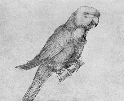 Parrot Albrecht Durer